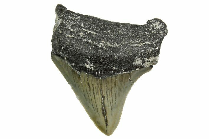 Serrated, Juvenile Megalodon Tooth - North Carolina #361728